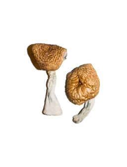Buy Burma Mushrooms Online